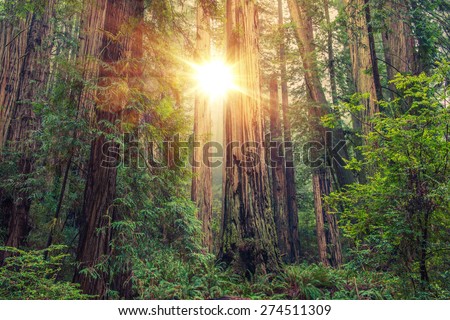 Sunny Redwood Forest in Northern California, United States. Forestry Theme.