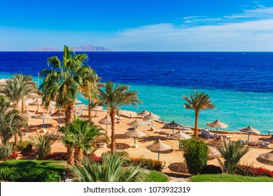 Sunny resort beach with palm tree at the coast shore of Red Sea in Sharm el Sheikh, Sinai, Egypt, Asia in summer hot. Bright sunny light