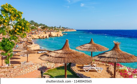 sunny resort light red oleg palm tree beach coast sea shutterstock portfolio rest sinai sharm shore sheikh egypt asia bright