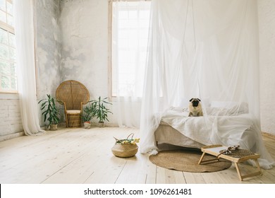 Sunny Skandinavian style interior bedroom. Wooden floor, natural materials, dog sitting on the bed