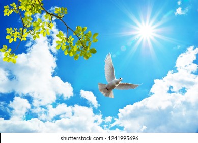 32,186 White Doves Blue Sky Images, Stock Photos & Vectors 