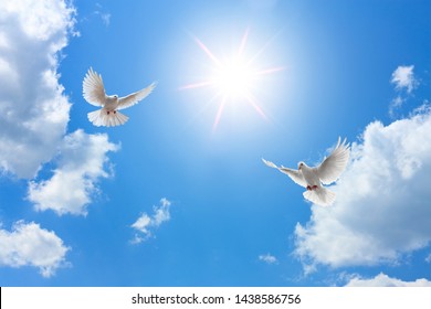 sunny sky and flying doves