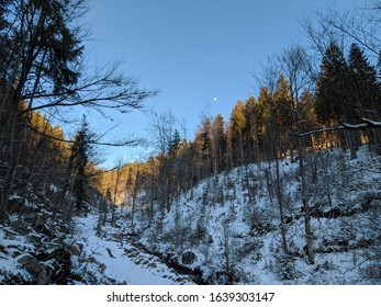 Sunny Snowy Day In The Forest. Beautiful Gold Treeline And Moon