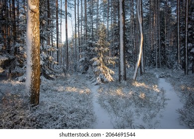 
Sunny snowy winter forest with firs and pines