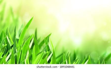 Sunny Spring Background With Green Grass. Horizontal Summer Banner With Copy Space For Text