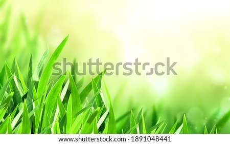 Sunny spring background with green grass. Horizontal summer banner with copy space for text