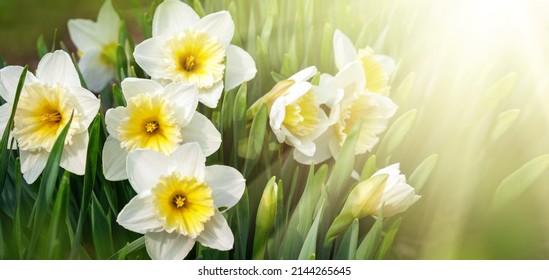 Sunny spring banner with flowers, buds and leaves of daffodils. Panoramic Spring background with Daffodil Flowers, closeup.