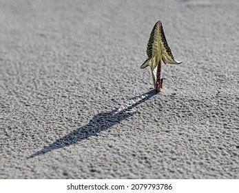 A sunny spring at the beach