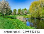 Sunny spring landscape with small pond with a weeping willow on the shore in Victory Park, Riga, Latvia. Sakura garden in spring season.