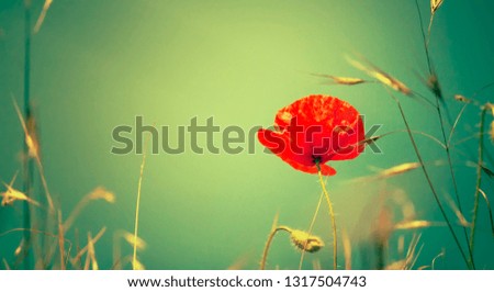 Similar – Hand touching a red poppy