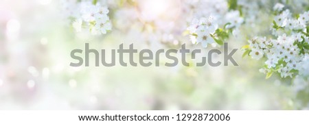 Sunny spring time with white cherry blossoms for a background 