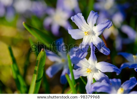 sunny squills
