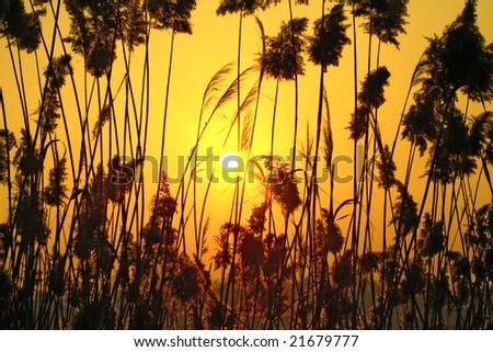 Sunny Stream