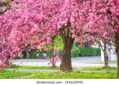 Sunny street of the old European cozy town with blossoming pink flowers of decorative apple tree, beautiful spring cityscape, outdoor travel background, Uzhhorod, Ukraine