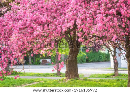 Sunny street of the old European cozy town with blossoming pink flowers of decorative apple tree, beautiful spring cityscape, outdoor travel background, Uzhhorod, Ukraine