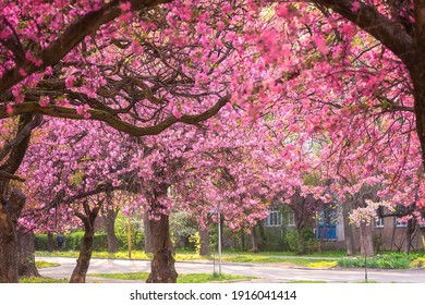 558,917 Sakura tree Stock Photos, Images & Photography | Shutterstock