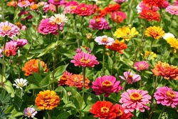 Sunny Summer Day.In A Flower Bed In A Large Number Various Zinnias Grow And Blossom.