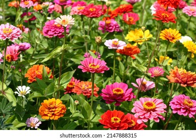 Sunny summer day.In a flower bed in a large number various zinnias grow and blossom.