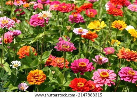 Sunny summer day.In a flower bed in a large number various zinnias grow and blossom.