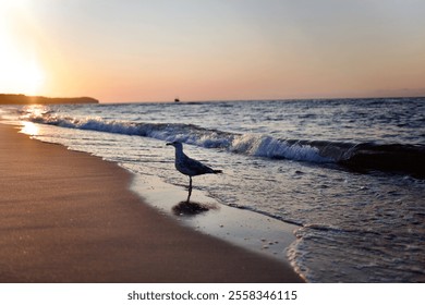 sunny summer day at the seaside, seagull walks on the sandy beach, nice waves, beautiful sky and sunset - Powered by Shutterstock