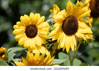 Sunny Summer Flowers. Sunflower Family.