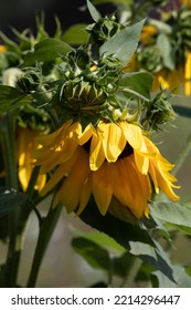 Sunny Summer Flowers. Sunflower Family.