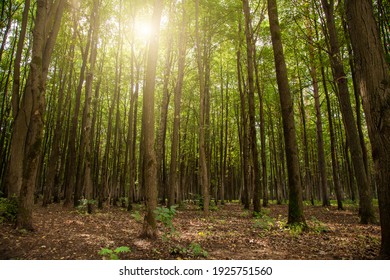 Sunny Summer Forest With Tall Trees. Summer Landscape