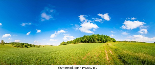 Sunny Summer Landscape With Green Field