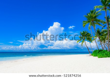 sunny summer landscape waterfront seashore overlooking the palm tree