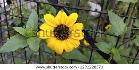 Sunny Sunflower with a big smile