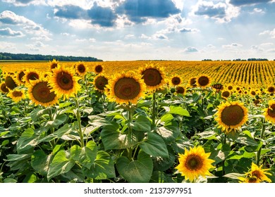 Sunny sunflower field in Ukraine. Endless blooming sunflower field