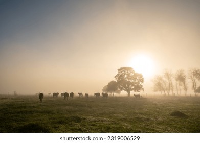 Sunny sunrise in the countryside of Uruguay.