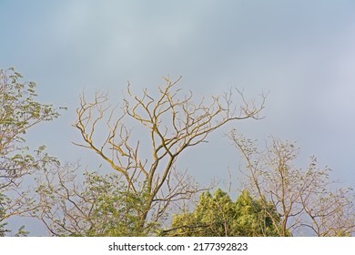 Sunny Tree Tops, Some Bare, Some With Foliage Against A Cloudy Sky 