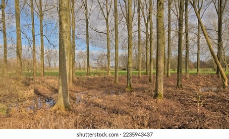 Sunny tree trunks and green meadow in Scheldt valey near MErelbeke, Belgium 