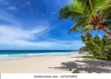 Sunny Tropical Beach Palm Turquoise Sea Stock Photo 1676254852 ...