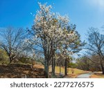 Sunny view of the Callery pear blossom in E.C. Hafer Park at Edmond, Oklahoma