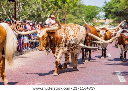 Sunny view of the cattle drive show at Fort Worth, Texas