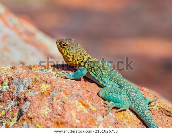 Sunny view of the Common collared lizard in\
The Holy City of the Wichitas at\
Oklahoma