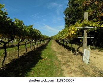 Sunny Vineyard View In Kent Uk