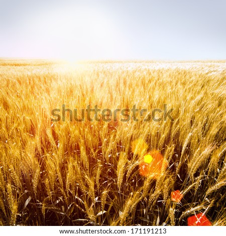 sunny wheatfield