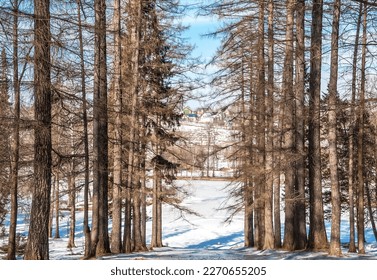 Sunny winter day in a pine forest - Shutterstock ID 2270655205