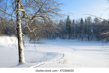 Sunny Winter Landscape