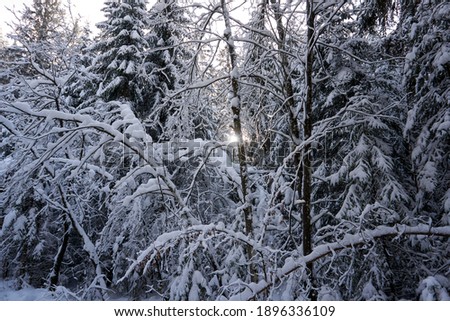 Similar – Snow vs. sun Natur Pflanze