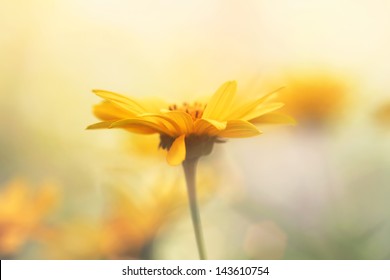 19,832,599 Yellow Nature Images, Stock Photos & Vectors | Shutterstock