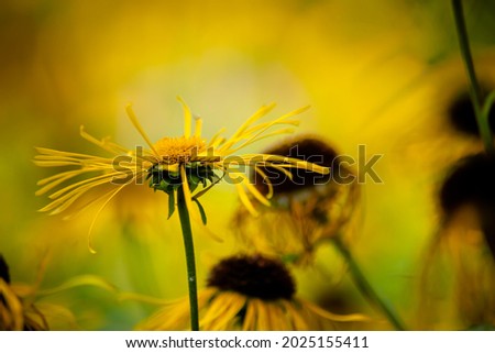 Similar – Yellow wildflowers on a riverbank in the evening light