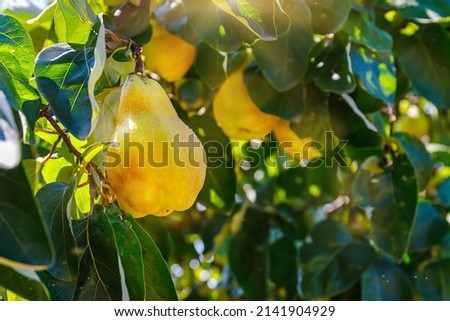 Similar – Image, Stock Photo Pears on the garden trees