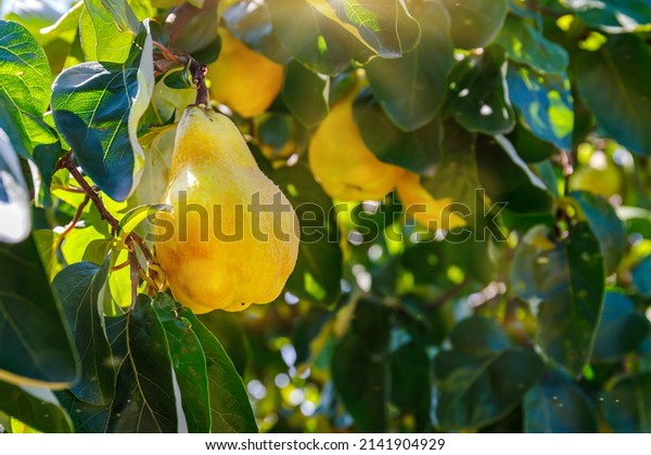 Sunny\
yellow quince pear fruits grow on quince tree with green foliage in\
autumn garden. Many ripe pear quinces, close\
up