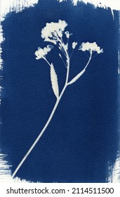 Sun-printing or cyanotype process. Skeleton flower cyanotype