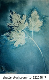 Sun-printing or cyanotype process.
Skeleton leaf cyanotype