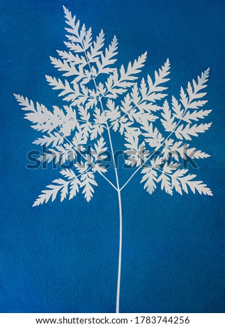Sun-printing or cyanotype process. Skeleton leaf cyanotype